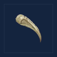Precious Claw
