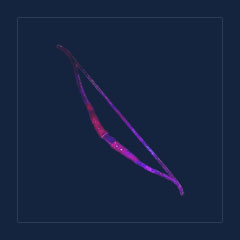 Poison Bow