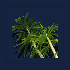 SwampweedMisc