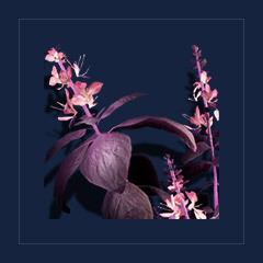 Dark HerbsFood