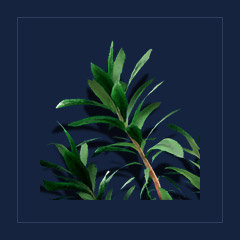 DragonrootFood