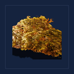 Grave MossFood