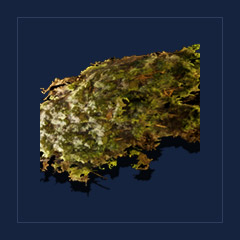 Mountain MossFood