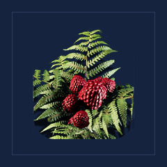 Wild berriesFood