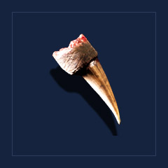 Biter`s clawTrophy
