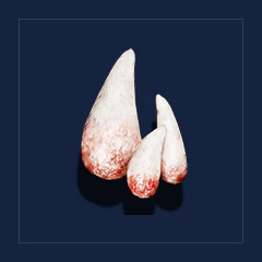 Bloodhound`s teethTrophy