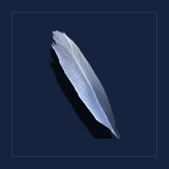 FeatherTrophy