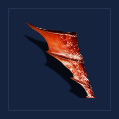 Fiery spine sailTrophy