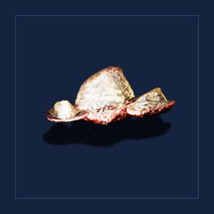 Lizard`s bone scuteTrophy