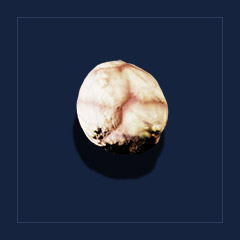 Minecrawler`s eggTrophy