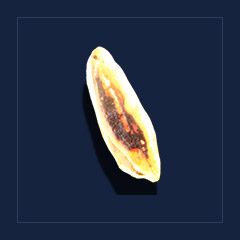 Obsidian coreTrophy