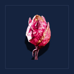 Queen`s pheromone glandTrophy