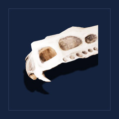 Scavenger`s skull plateTrophy