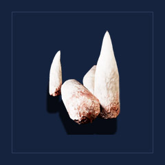 Scavenger`s teethTrophy