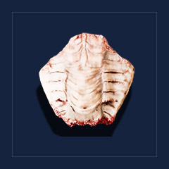 Swampshark`s chitin plateTrophy