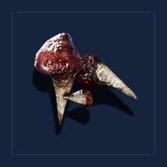 Teeth of a Swampshark MotherTrophy