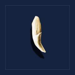 TeethTrophy