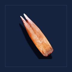 Tongue of FireTrophy