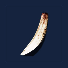 Troll`s tuskTrophy
