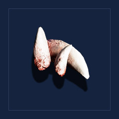 Wolf`s fang Trophy