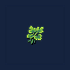 Coriander