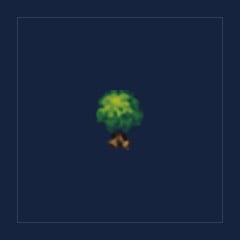 Apricot Tree Sapling