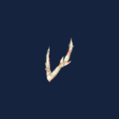 Hard antler