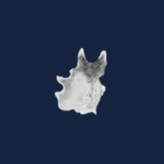 Wolf pelt