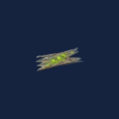 Ancient bark