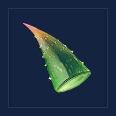 Aloe Leaf