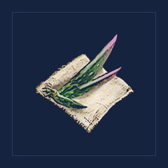 Aloe Seeds