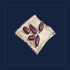 Bean Seeds