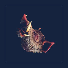 Boar Head