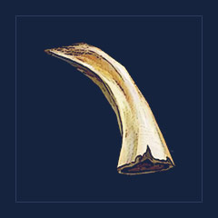 Boar Tusk