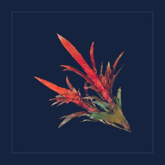 Bromeliad