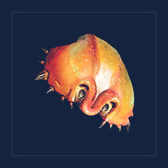 Crab Shell