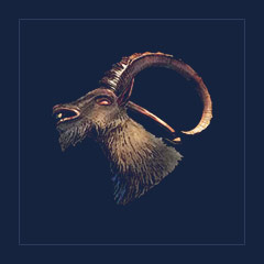 Head of a Mountain Goat Leader