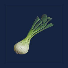 Leek