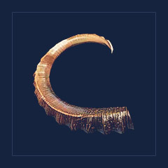 Mountain Goat Horn
