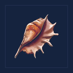 Triton's Horn