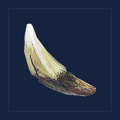 Wolf Fang