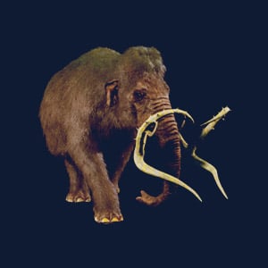 Mammoth