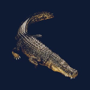 Deinosuchus