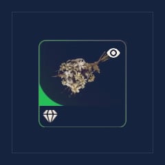 Dead Flowers
