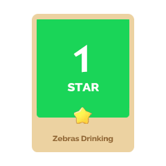Zebras Drinking