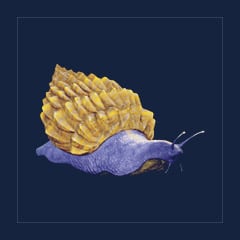Achatina | Lvl Random