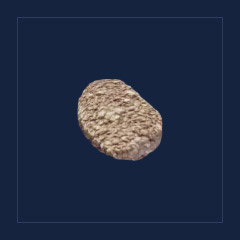 Algae Block