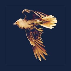 Argentavis | Lvl 362 | Top Stats