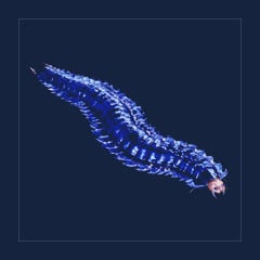 Aberrant Arthropluera | Lvl 362, 9 Colors [9xPair]