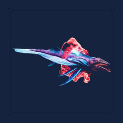 Astrocetus | Random Color